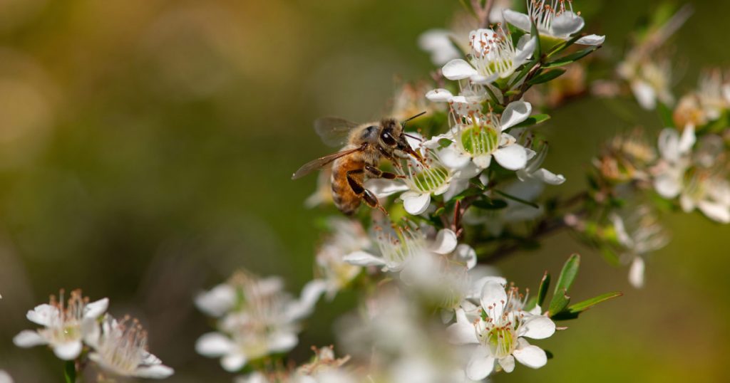 Close up of bee on a Leptospermum flower