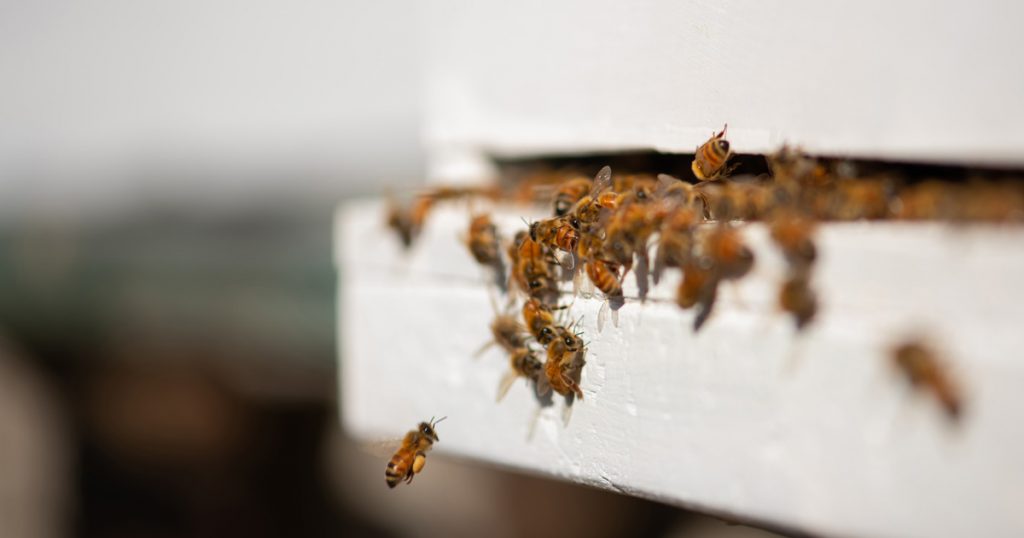 Close-up of bees in a hive