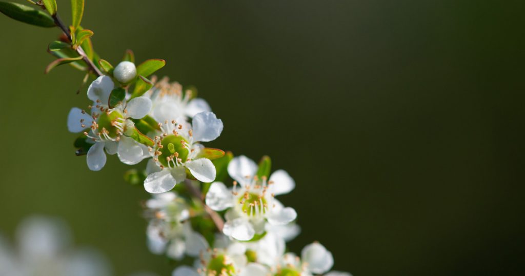 Leptospermum close-up of flowers