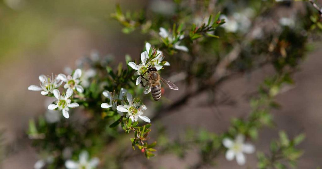 Bee on a leptospermum plant