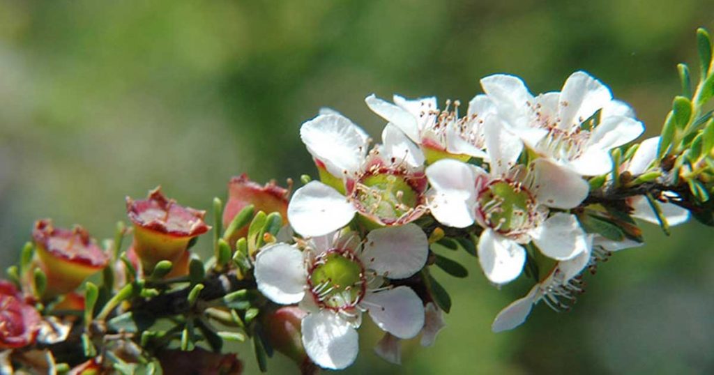 Australian leptospermum plant