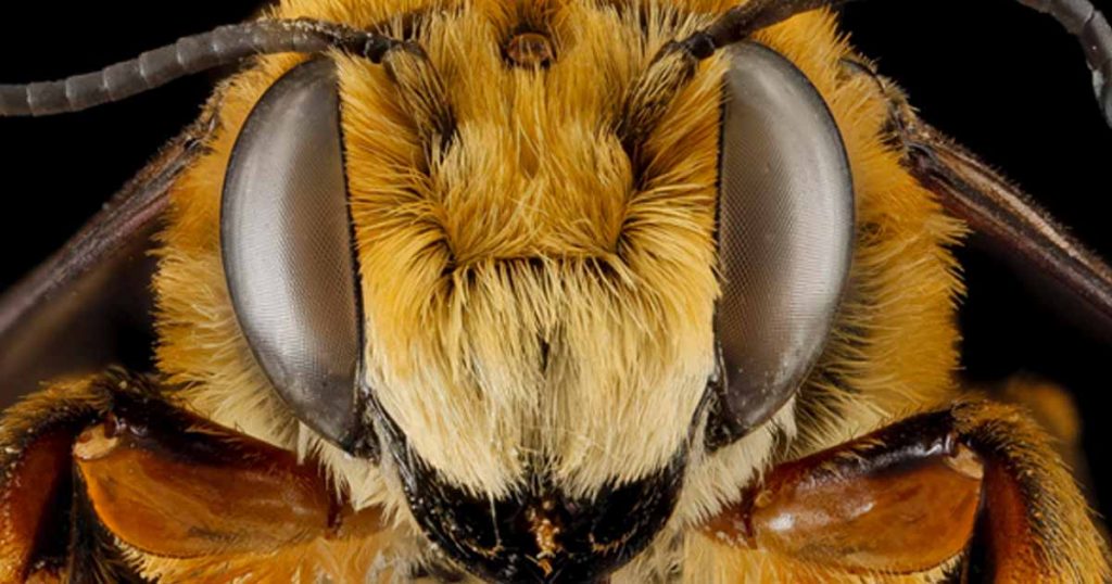 Upclose image of a bee