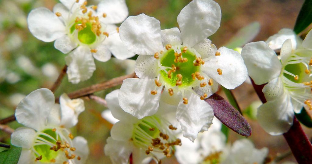 Australian leptospermum flowers