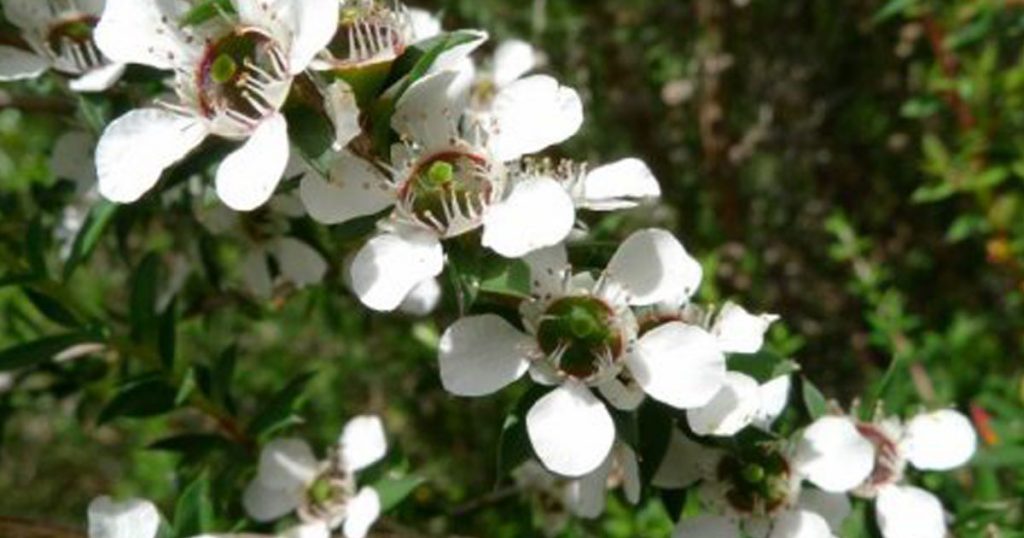 Australian Manuka honey also known as Active Jellybush Honey