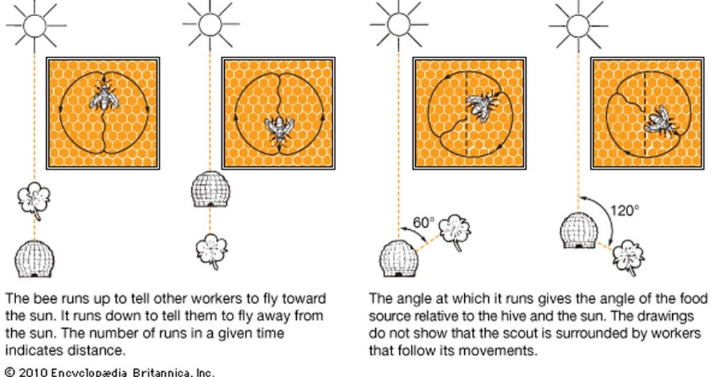 Manuka Honey bees use dance to communicate