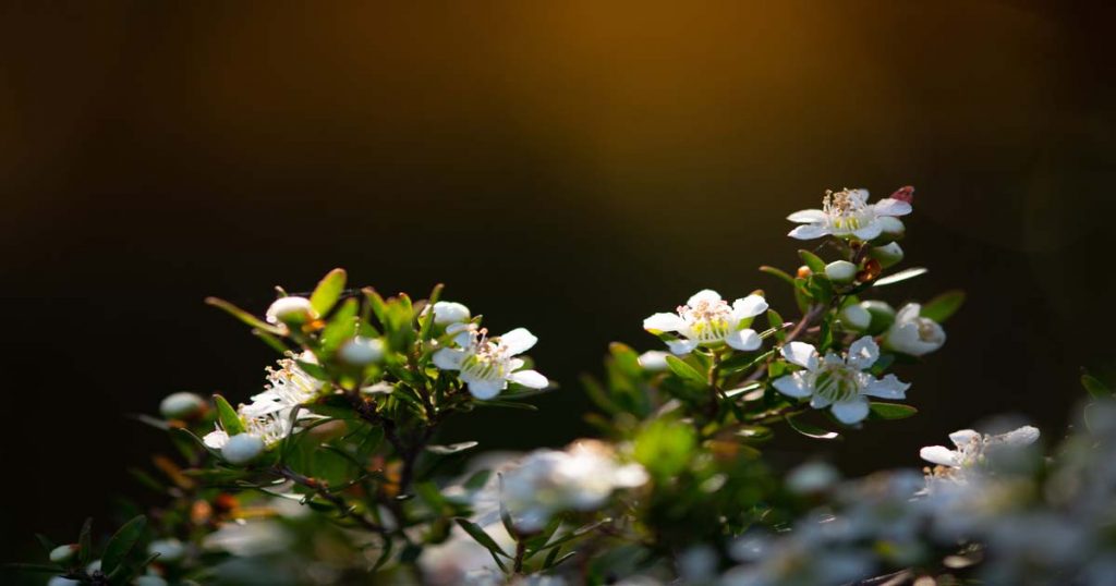 Australian Leptospermum Flowers