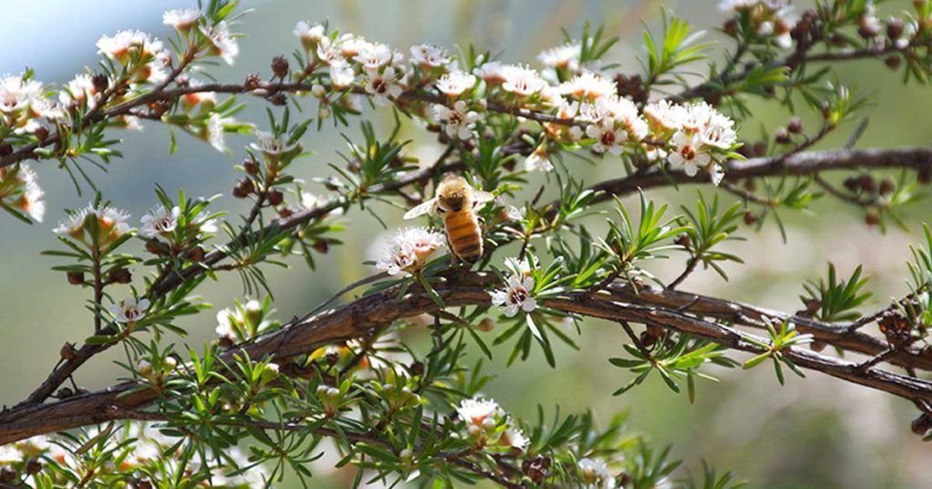 National bee biosecurity program