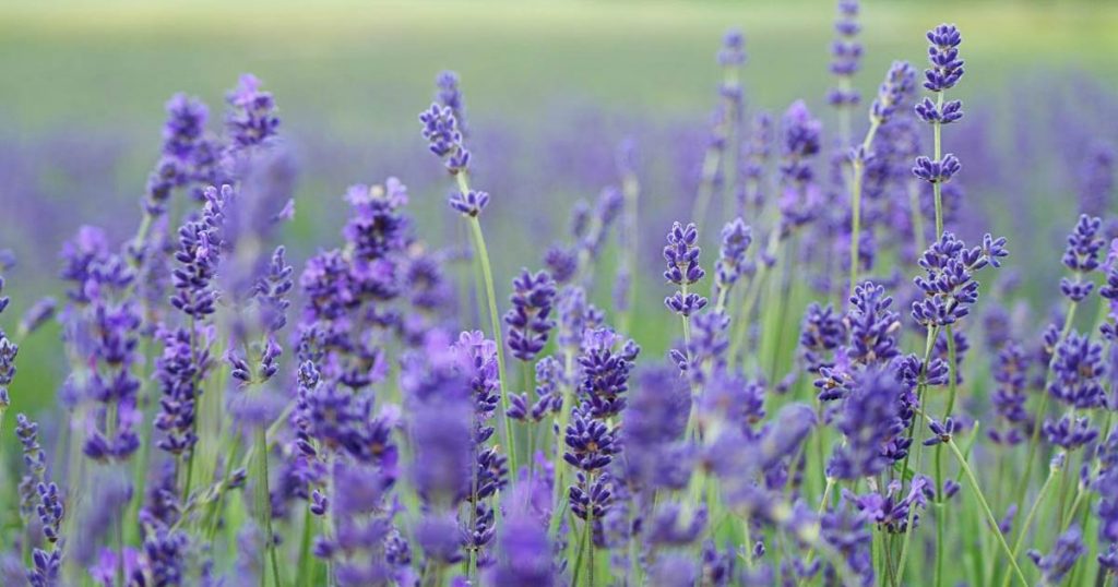 Flowers that attract native bees