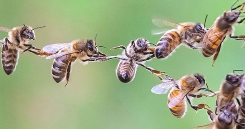 Bees in a chain