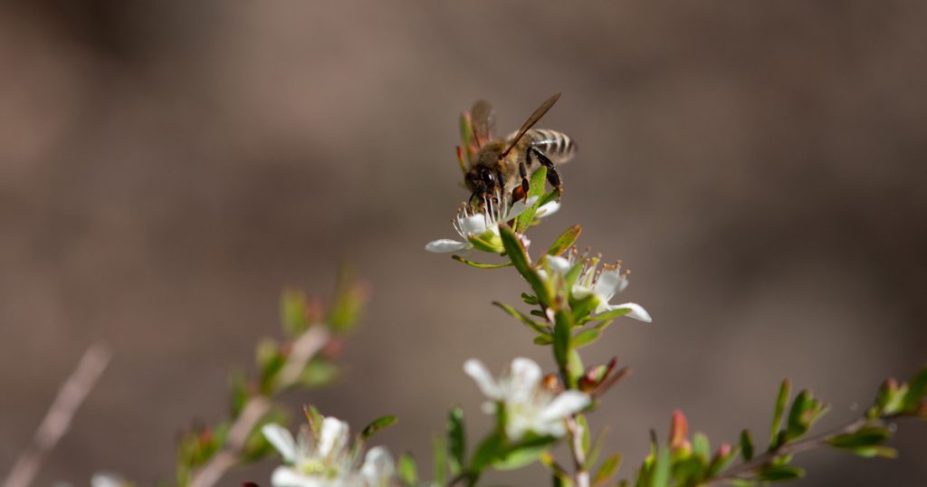 Bees fan entrance of the hive to regulate colony temperature