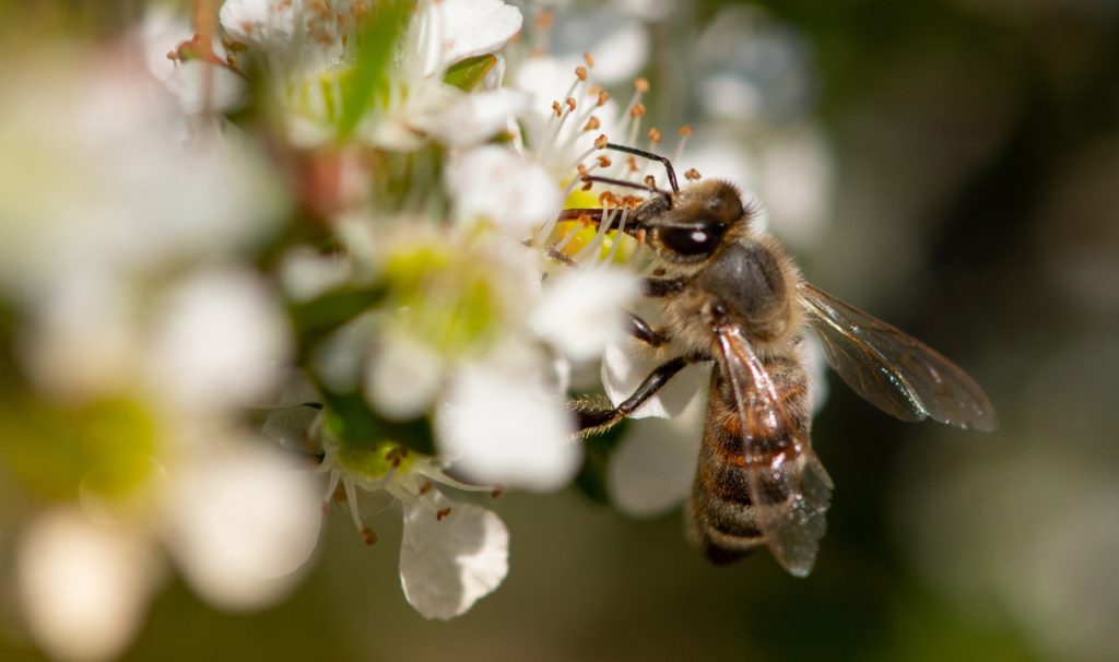 Bee on blossum