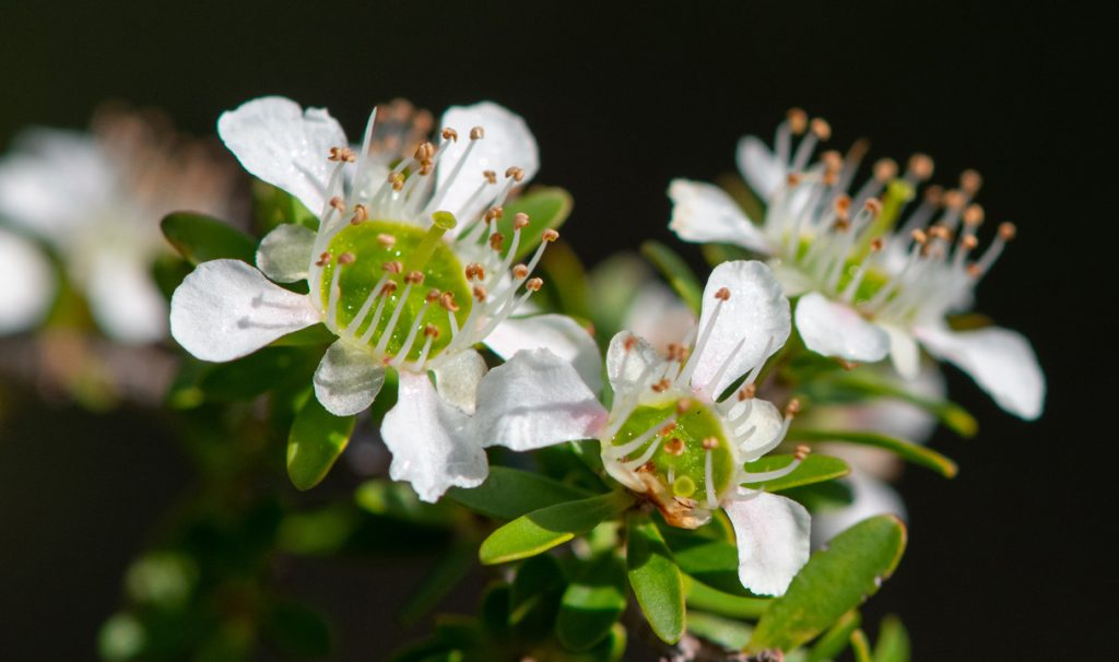 White Manuka flower