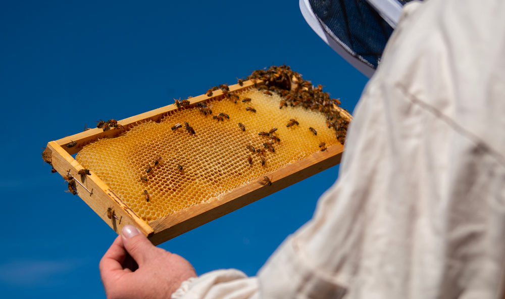 Beekeeper holding frame Tyagarah Apiaries