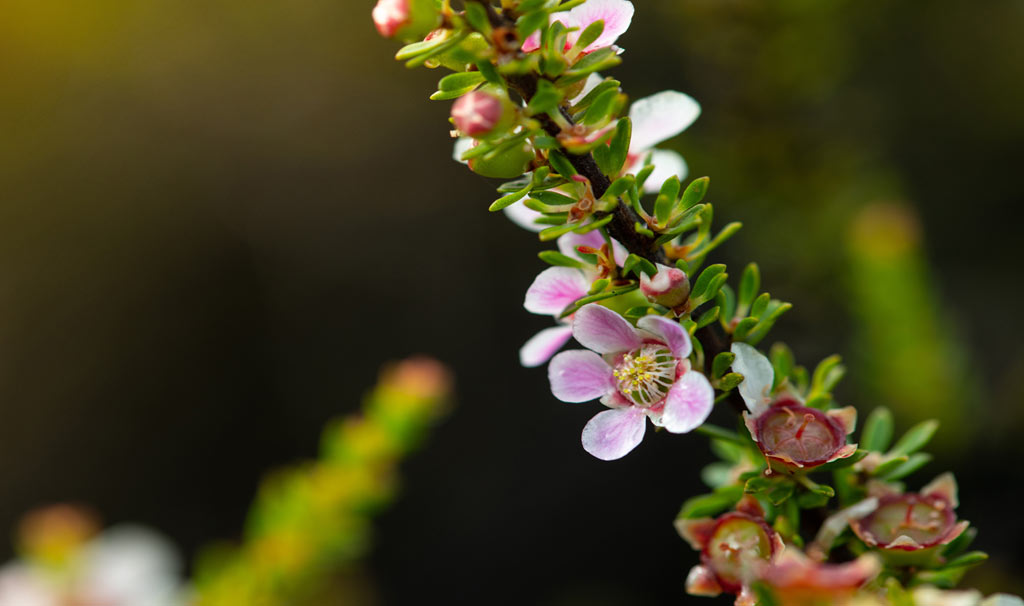 Manuka flower pink