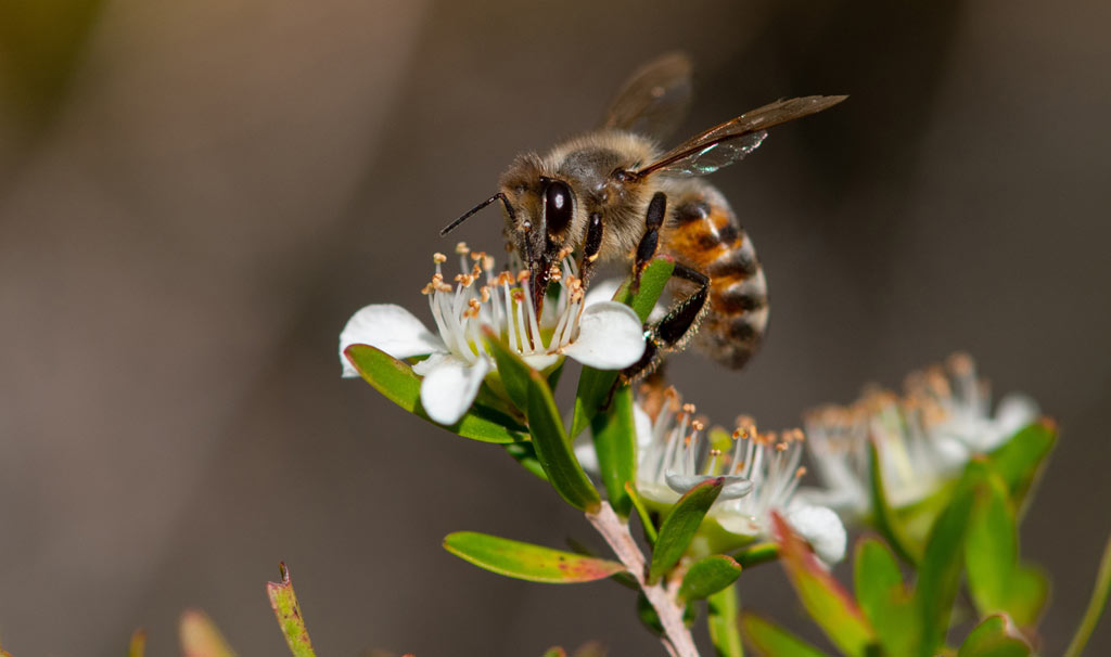 bee eating manuka nectar