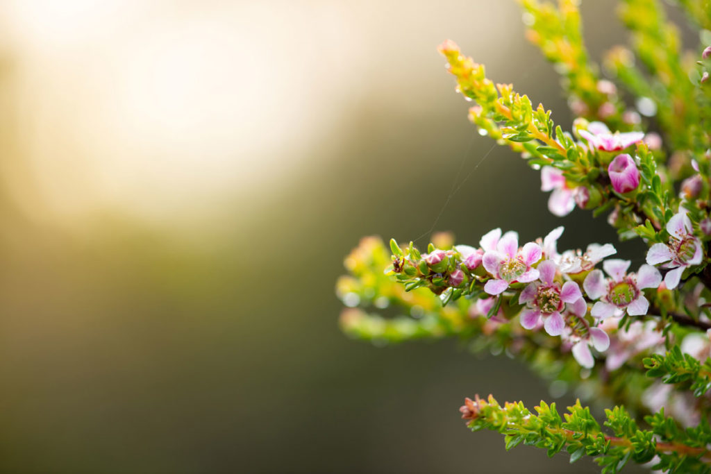 Australian Manuka Honey Industry Win