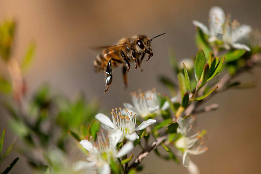 Australias Manuka Honey Bee