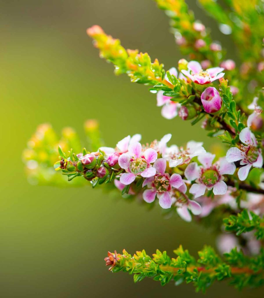 Manuka Flower Blossum