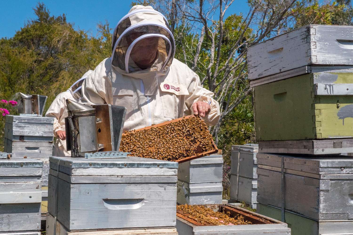 Manuka Honey Beekeeper