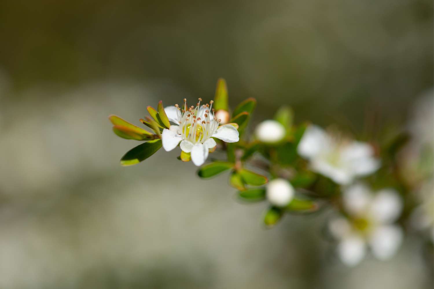 Manuka Honey Flower Leptospermum