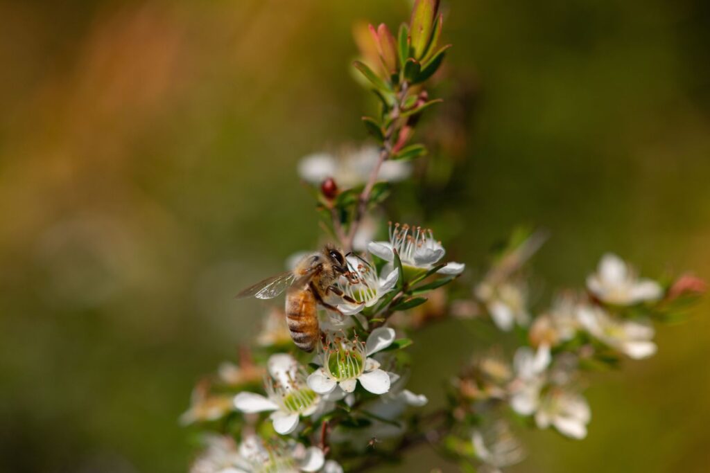 bee on manuka flower