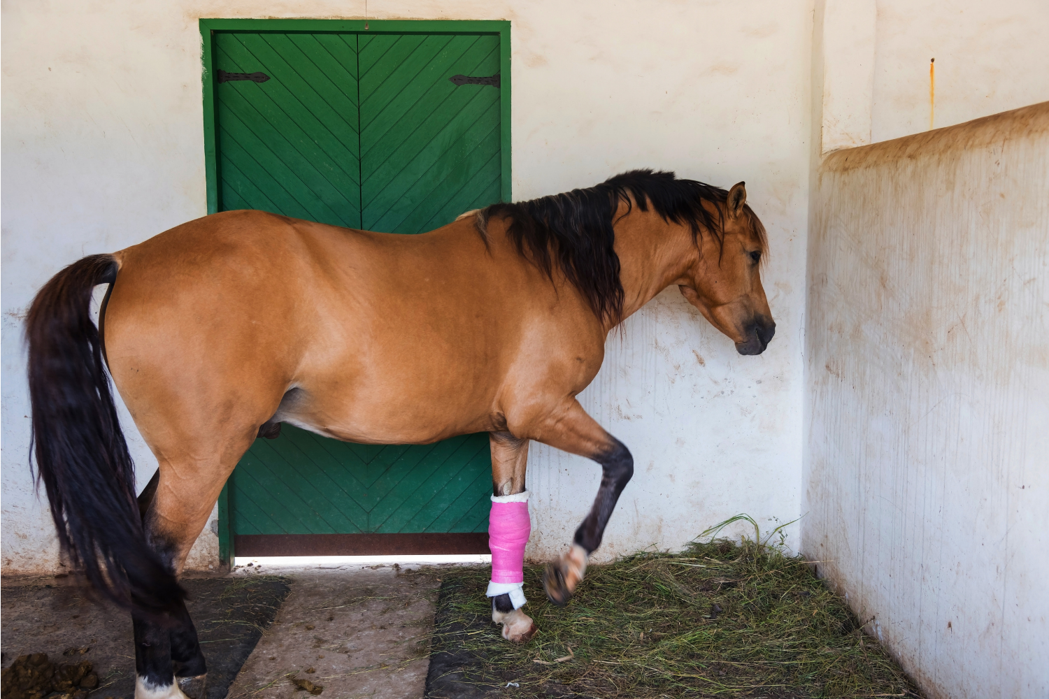 Horse Manuka honey bandage