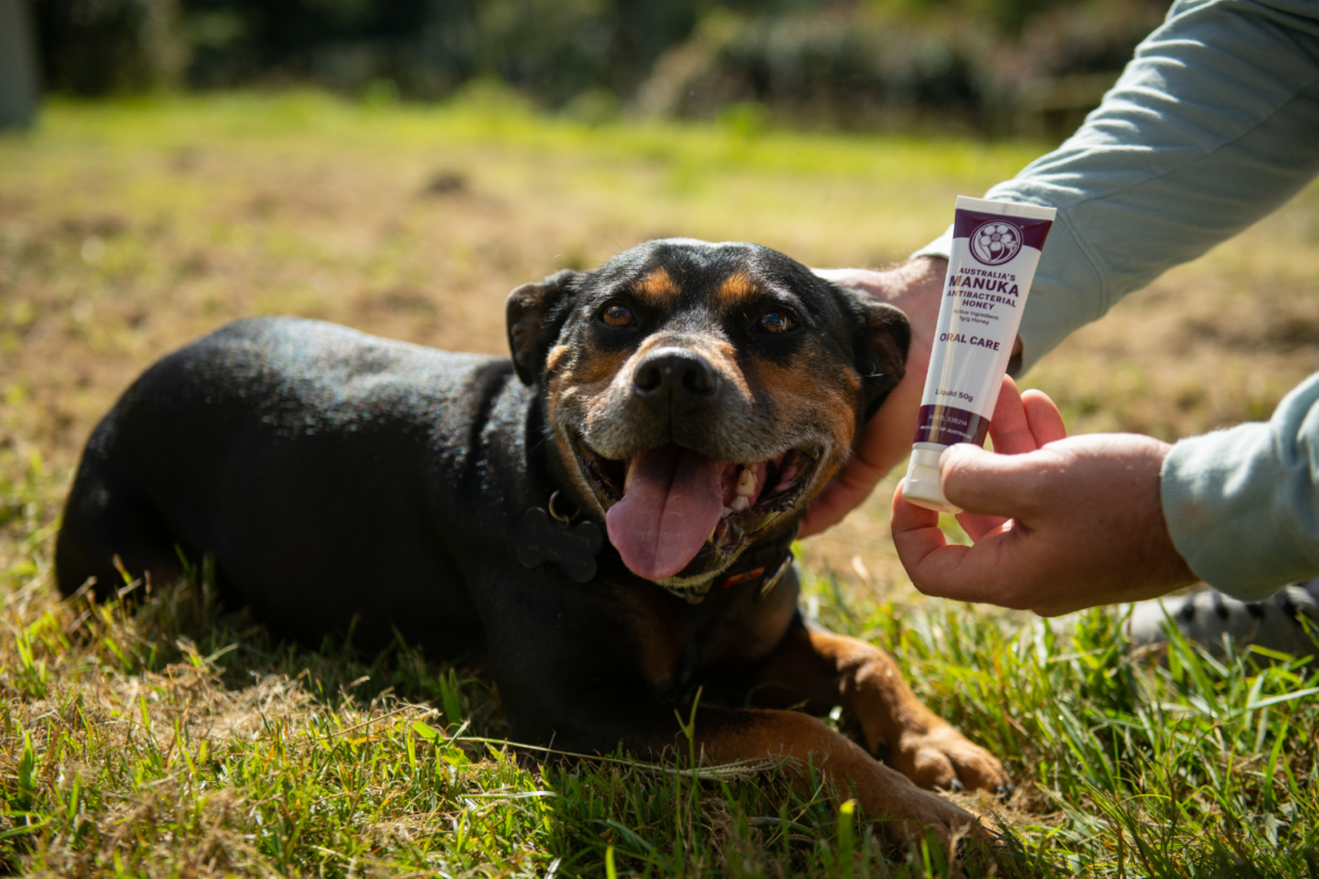 Manuka Honey for Dogs Australia's Manuka Honey