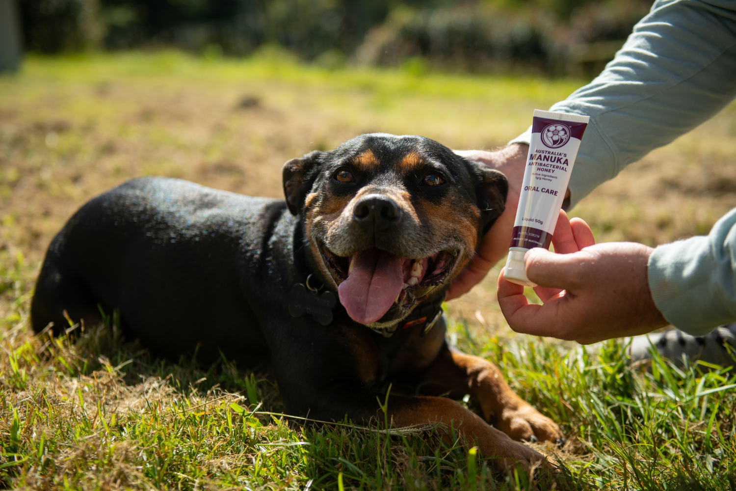 Manuka honey for dogs