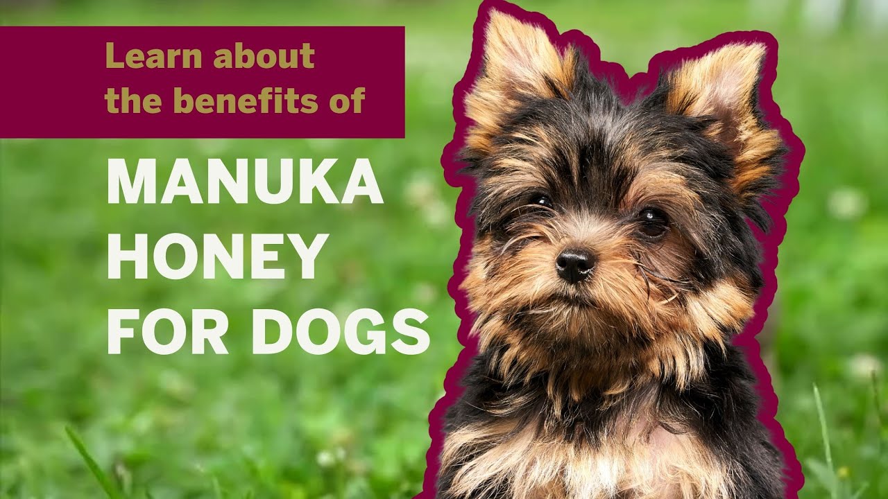 Why use Manuka Honey for Dogs Wound care skin treatments and more 1
