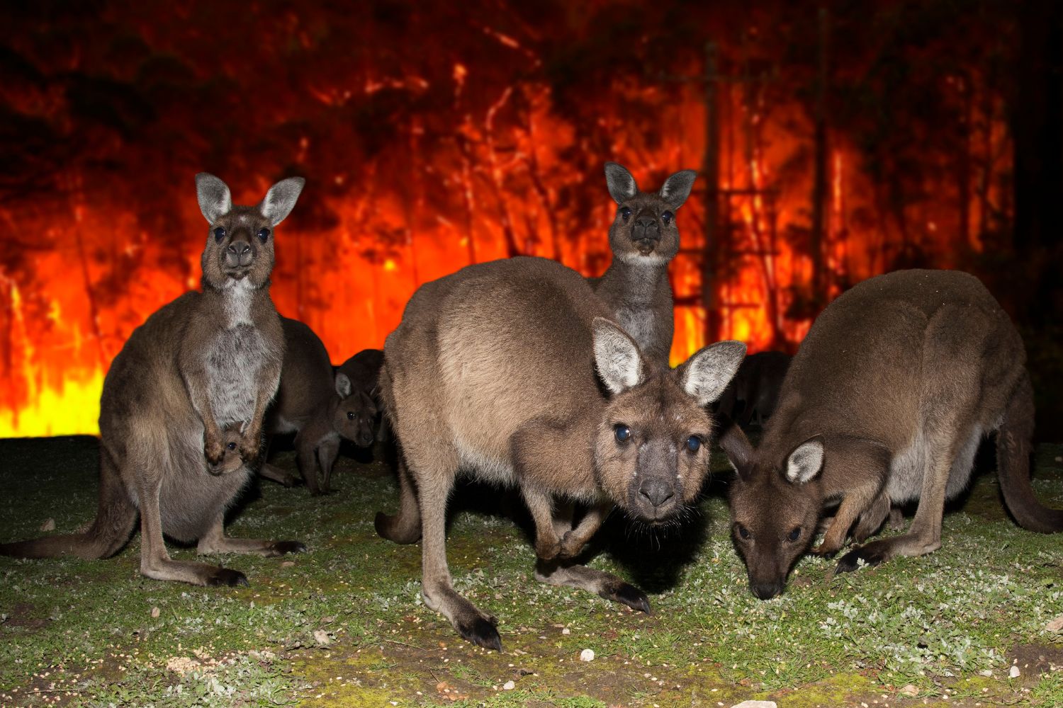 Wildfires and native animals