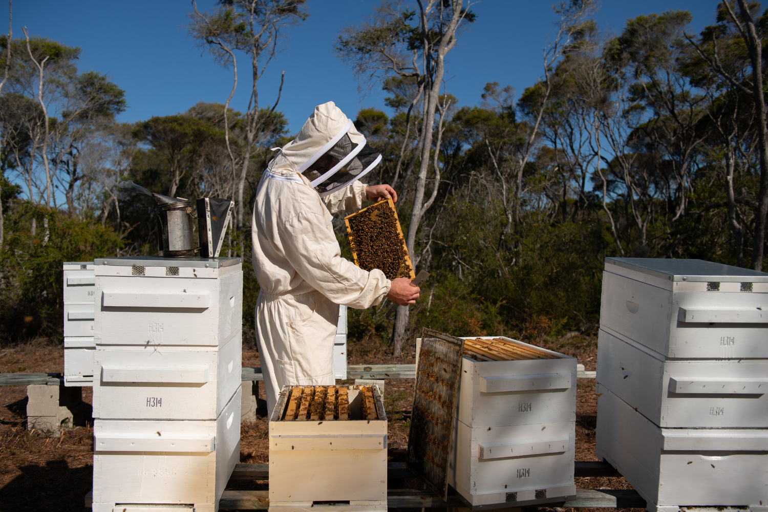 australia manuka beekeeper
