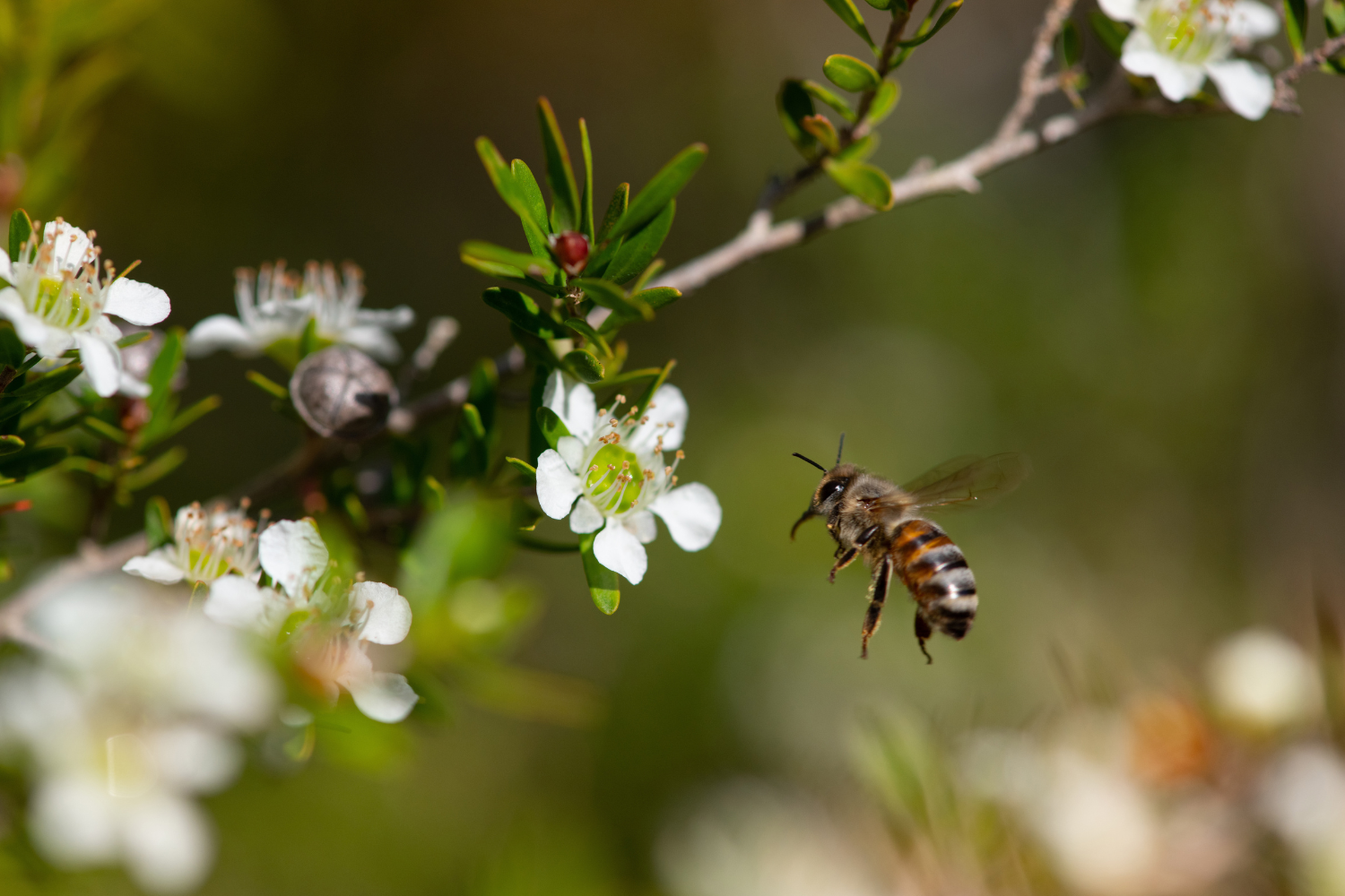 manuka bee