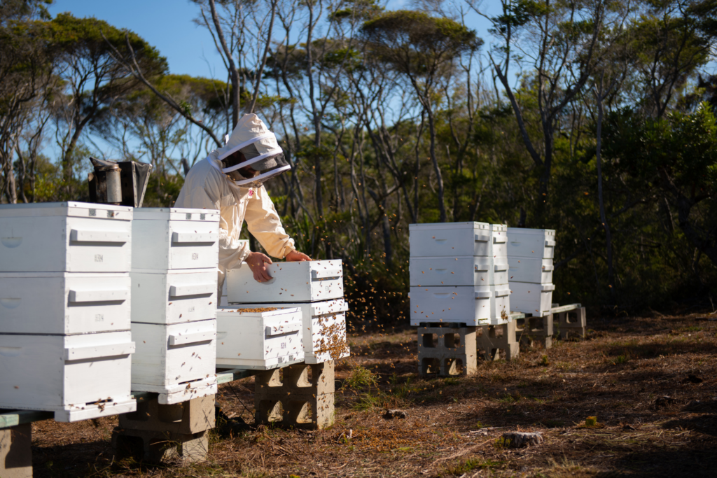 Manuka honey beekeeper